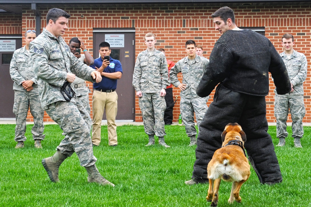 An ROTC member, foreground right, wears a bite suit during a K-9 demonstration on Scott Air Force Base, Ill., April 17, 2015. The bite suit helps protect handlers and trainers while conducting controlled aggression training with military working dogs.