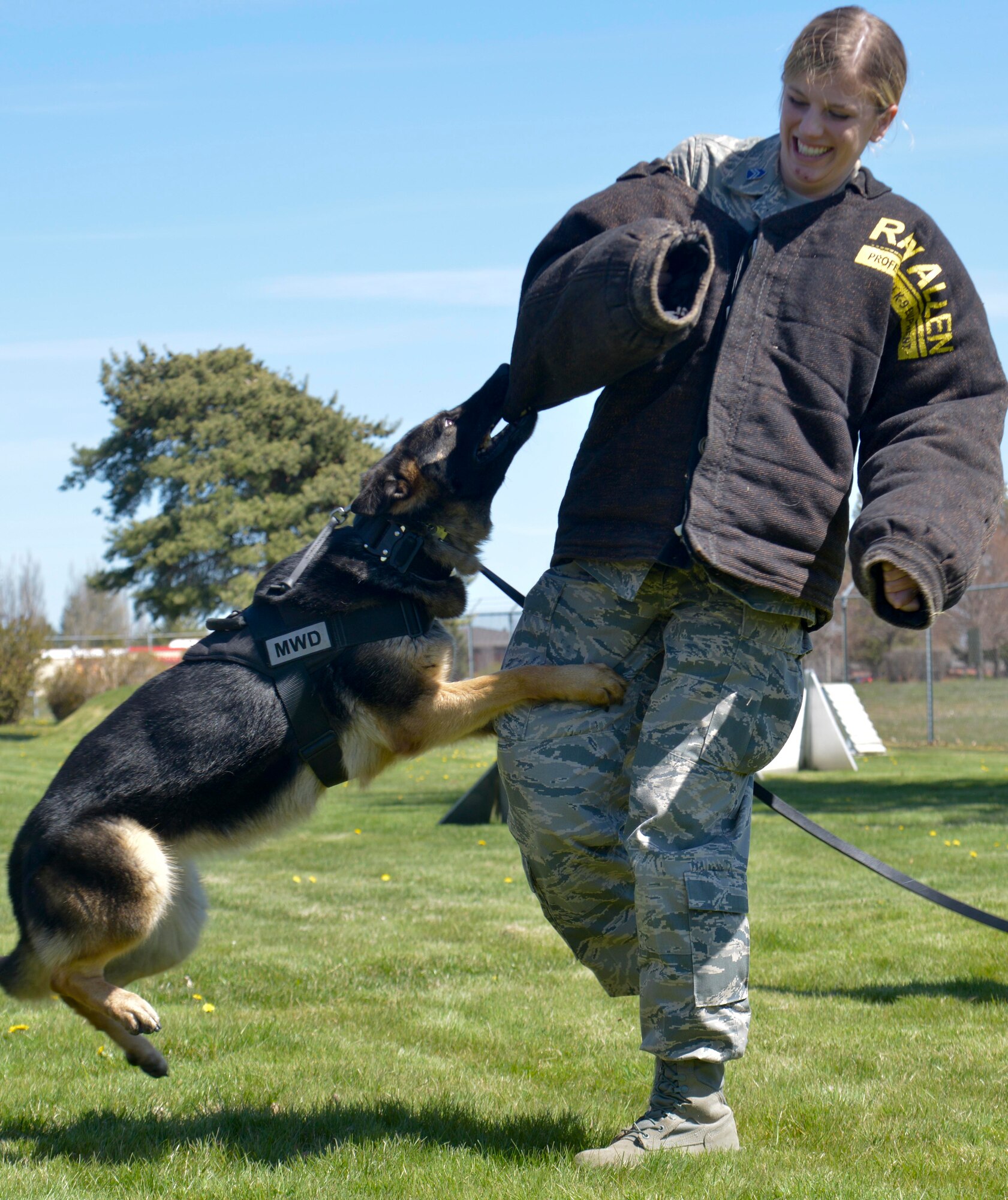 A Central Washington University Air Force ROTC student gets bitten by a military working dog during a base wide tour April 17, 2015, at Fairchild Air Force Base, Wash. Military working dogs are trained to bite into the suspect and hold them until the handler takes control. The tour consisted of 39 Air Force ROTC students and two instructors from CWU. (U.S. Air Force photo/Senior Airman Janelle Patiño)