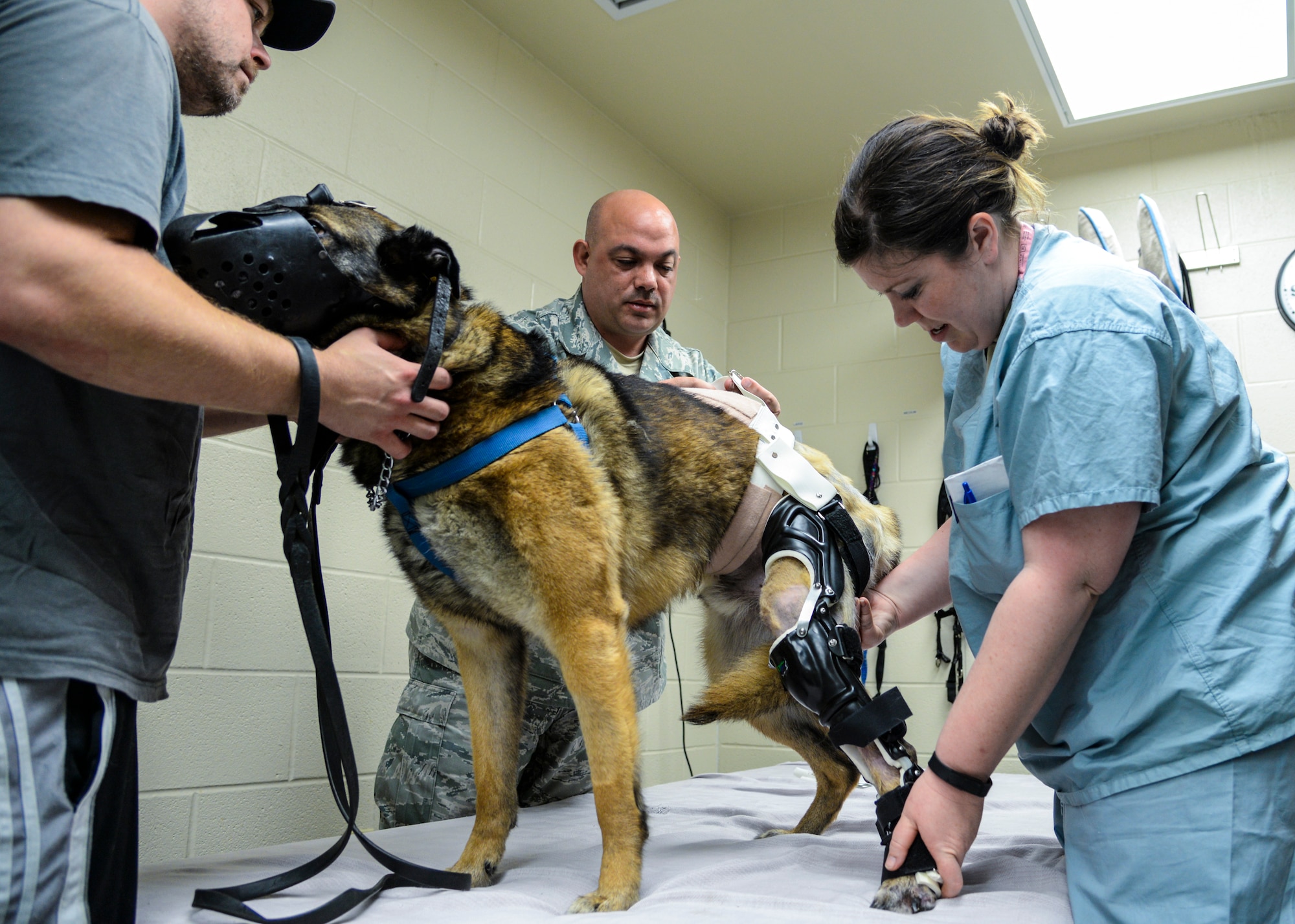 Military Working Dog SStash stands for the first time on his new outfitted leg brace at the Holland Military Working Dog Hospital on Joint Base San Antonio-Lackland, Texas, April 2, 2015. Previously, SStash has been unable to put weight on his injured leg, so the leg brace will help speed his recovery. (U.S. Air Force photo / Staff Sgt. Michael Ellis)