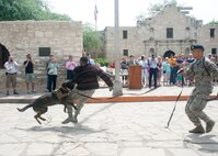 Staff Sgt. Sharif Delarge and Staff Sgt. Mark Devine, 802nd Security Forces military working dogs handlers, and their dog Jany, demonstrate obedience, detection and patrol skills April 20 during Air Force at the Alamo events in conjunction with Fiesta San Antonio. Fiesta San Antonio, the city's 11-day historical celebration, began as a one-time parade in 1891 to honor the memory of the heroes of the Alamo and the Battle of San Jacinto. Over the past century, Fiesta has grown into a celebration of San Antonio's rich and diverse cultures. Military representative from throughout San Antonio participate each year in receptions, parades, pilgrimages and memorials. (U.S. Air Force photo by Melissa Peterson/released)