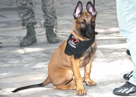 Llingo, a 16-week old military working dog in training, greets the community during Air Force at the Alamo April 20. The breeding program foster consultants attend the event each year to explain the unique capabilities and vital mission of military working dogs, and the critical role families who foster canine pups entering the MWD program have in saving lives and resources at home and deployed locations. Fiesta San Antonio, the city's 11-day historical celebration, began as a one-time parade in 1891 to honor the memory of the heroes of the Alamo and the Battle of San Jacinto. Over the past century, Fiesta has grown into a celebration of San Antonio's rich and diverse cultures. Military representative from throughout San Antonio participate each year in receptions, parades, pilgrimages and memorials. (U.S. Air Force photo by Melissa Peterson/released)
