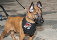 Llingo, a 16-week old military working dog in training, greets the community during Air Force at the Alamo April 20. The breeding program foster consultants attend the event each year to explain the unique capabilities and vital mission of military working dogs, and the critical role families who foster canine pups entering the MWD program have in saving lives and resources at home and deployed locations. Fiesta San Antonio, the city's 11-day historical celebration, began as a one-time parade in 1891 to honor the memory of the heroes of the Alamo and the Battle of San Jacinto. Over the past century, Fiesta has grown into a celebration of San Antonio's rich and diverse cultures. Military representative from throughout San Antonio participate each year in receptions, parades, pilgrimages and memorials. (U.S. Air Force photo by Melissa Peterson/released)