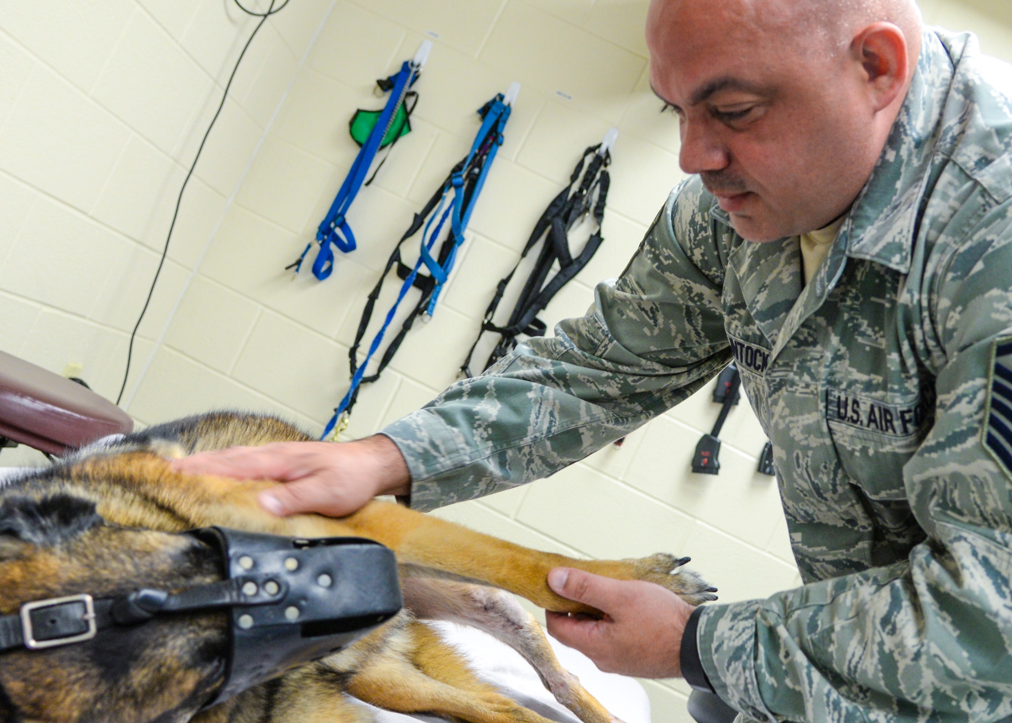 Master Sgt. Sean McClintock, NCO in charge of the 59th Medical Wing Orthotic Lab, greets Military Working Dog SStash at the Holland Military Working Dog Hospital on Joint Base San Antonio-Lackland, Texas, April 2, 2015. McClintock modified a leg brace so that SStash could start walking again. (U.S. Air Force photo by Staff Sgt. Michael Ellis)