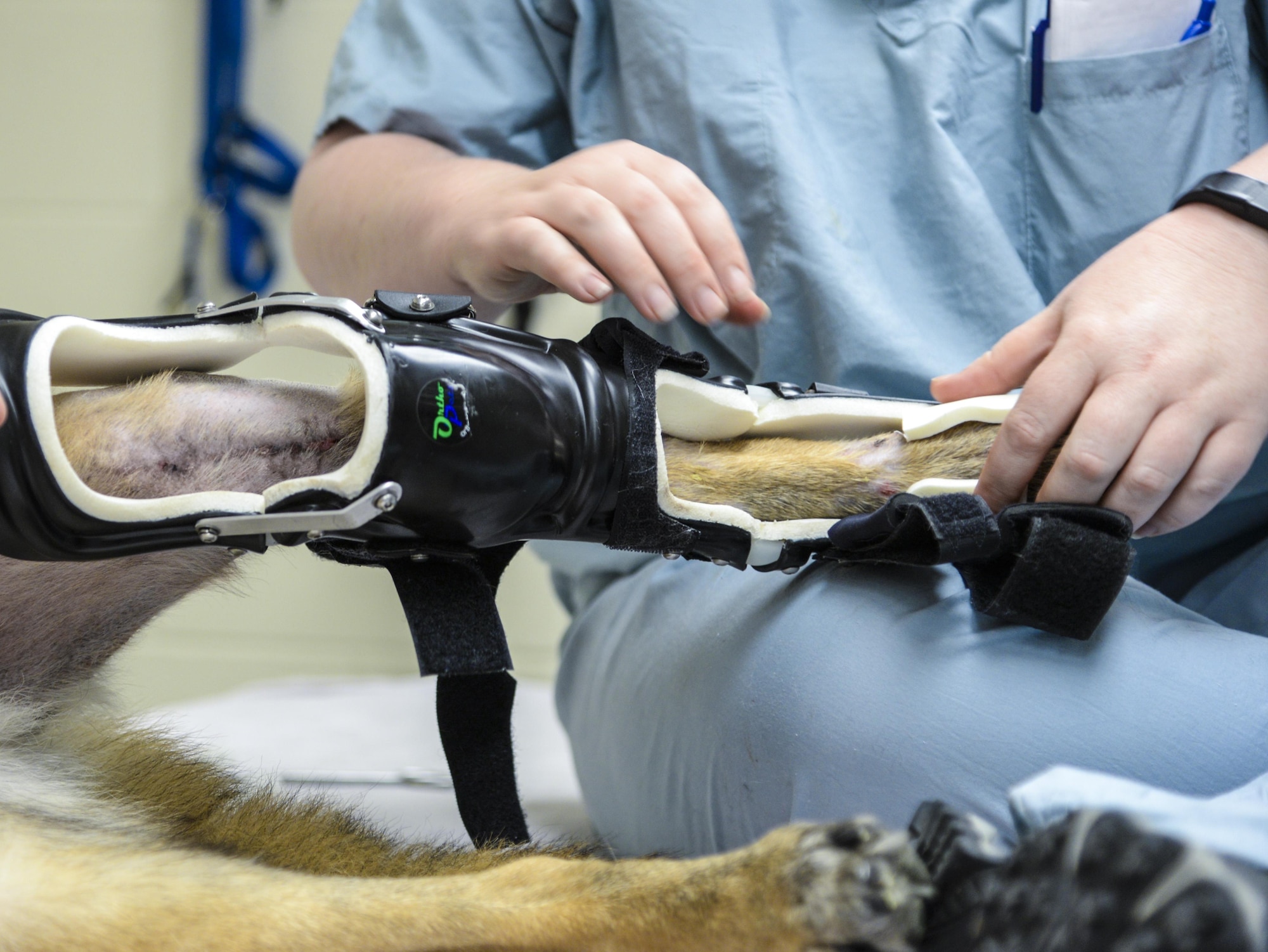Military Working Dog SStash gets outfitted with his new modified leg brace at the Holland Military Working Dog Hospital on Joint Base San Antonio-Lackland, Texas, April 2, 2015. SStash became injured and inactivity led to severe muscle loss in his leg; the original leg brace could no longer fit properly. (U.S. Air Force photo by Staff Sgt. Michael Ellis)