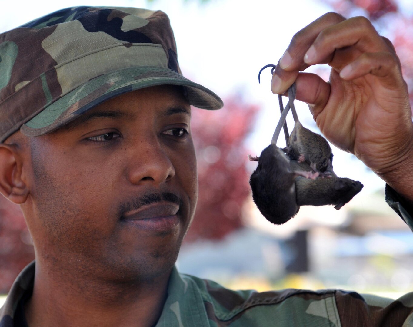 Air Force Staff Sgt. Damien Falconer is the lone pest management specialist in the Nevada Air National Guard. It is his job to eliminate all of the creepy-crawly nuisances on his base in Reno. The mice were used for illustrative purposes and were safely returned to a pet store.