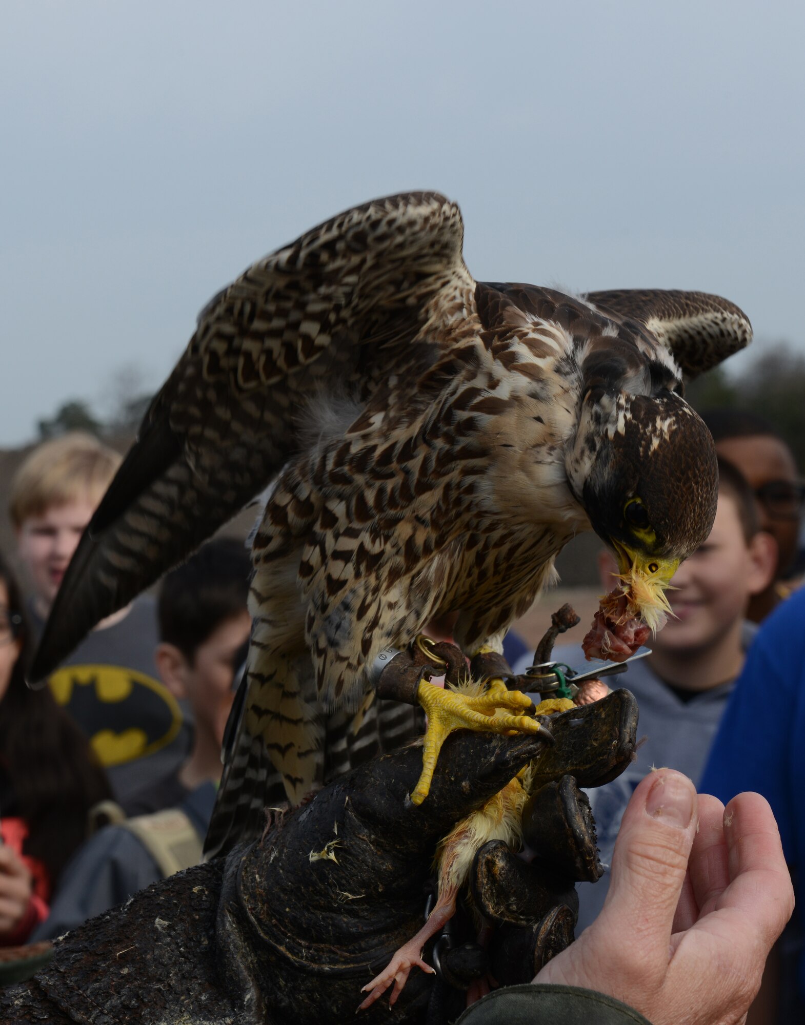 A falconer with the 86th Airlift Wing Flight Safety Office feeds a peregrine falcon as a part of the Bird Aircraft Strike Hazard demonstration presented to sixth-graders from Ramstein Middle School for Earth Day April 16, 2015, at Ramstein Air Base, Germany. A few of the students were chosen to hold and feed the falcon themselves. (U.S. Air Force photo/Airman 1st Class Tryphena Mayhugh)
