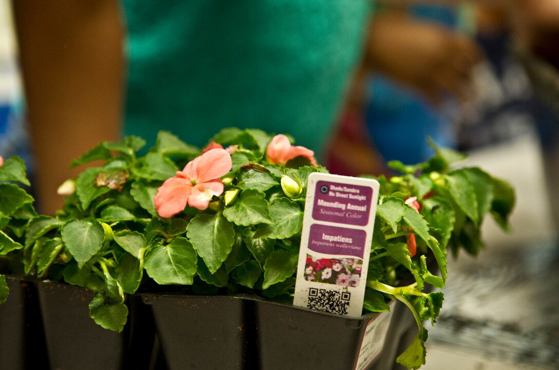 Flowers sit in a classroom at the Child Development Center II at Joint Base Andrews, Md., before they are repotted by children for Earth Day, April 22, 2015. Teachers educated the children on what plants need to grow with plans to plant seeds outside with the children in the near future. (U.S. Air Force photo/Senior Airman Mariah Haddenham)