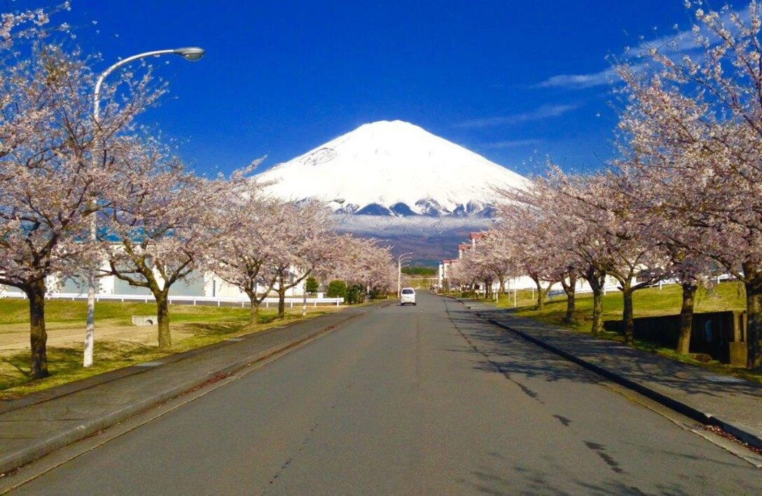 Warm weather brings a great change in scenery of Mt. Fuji and the cherry blossom trees aboard CATC Camp Fuji. 