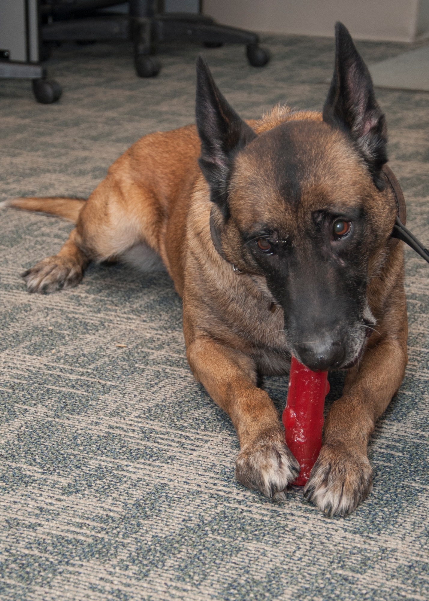 Iggy, 436th Security Force Squadron military working dog, chews on a toy after her retirement ceremony April 22, 2015, at Dover Air Force Base, Del. Iggy was honorably discharged April 22, 2015 after serving five years with the 436th SFS and was adopted by former 436th SFS MWD handler, Staff Sgt. Zachary Cahall. (U.S. Air Force photo/Senior Airman Jared Duhon) 