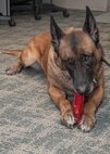 Iggy, 436th Security Force Squadron military working dog, chews on a toy after her retirement ceremony April 22, 2015, at Dover Air Force Base, Del. Iggy was honorably discharged April 22, 2015 after serving five years with the 436th SFS and was adopted by former 436th SFS MWD handler, Staff Sgt. Zachary Cahall. (U.S. Air Force photo/Senior Airman Jared Duhon) 