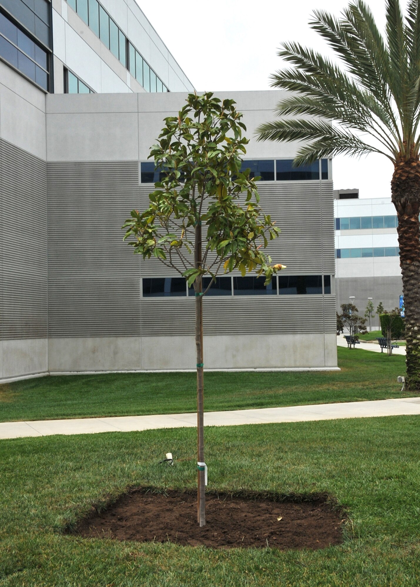 Air Force Colonel Donna Turner, commander of the 61st Air Base Group, at Los Angeles Air Force Base and members of the 61st Civil Engineering and Logistics Squadron participate in a tree-planting ceremony to kick off the Earth Day celebration on April 21, (U.S. Air Force photo by Sarah Corrice)