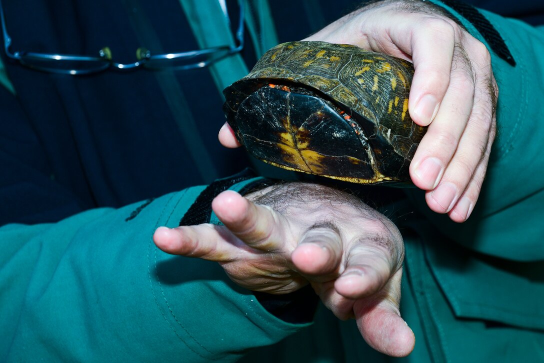 Tim Christensen, 733rd Civil Engineer Division conservation branch chief, explains how to determine the sex of a Box Turtle as part of Earth Week at Fort Eustis, Va., April 22, 2015. Throughout the week, Service members participated in activities to celebrate Earth Week and take part in conservation efforts. (U.S. Air Force photo by Senior Airman Kimberly Nagle/Released)