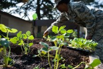 A strawberry plant’s roots begin to take hold as volunteers fill garden beds with other plants and seeds in the Wolf Pack Garden at Kunsan Air Base, Republic of Korea, April 22, 2015,. The garden project started March 14, 2015 as part of a community initiative to promote healthy living for Wolf Pack Airmen. (U.S. Air Force photo by Tech. Sgt. George Maddon/Released)
