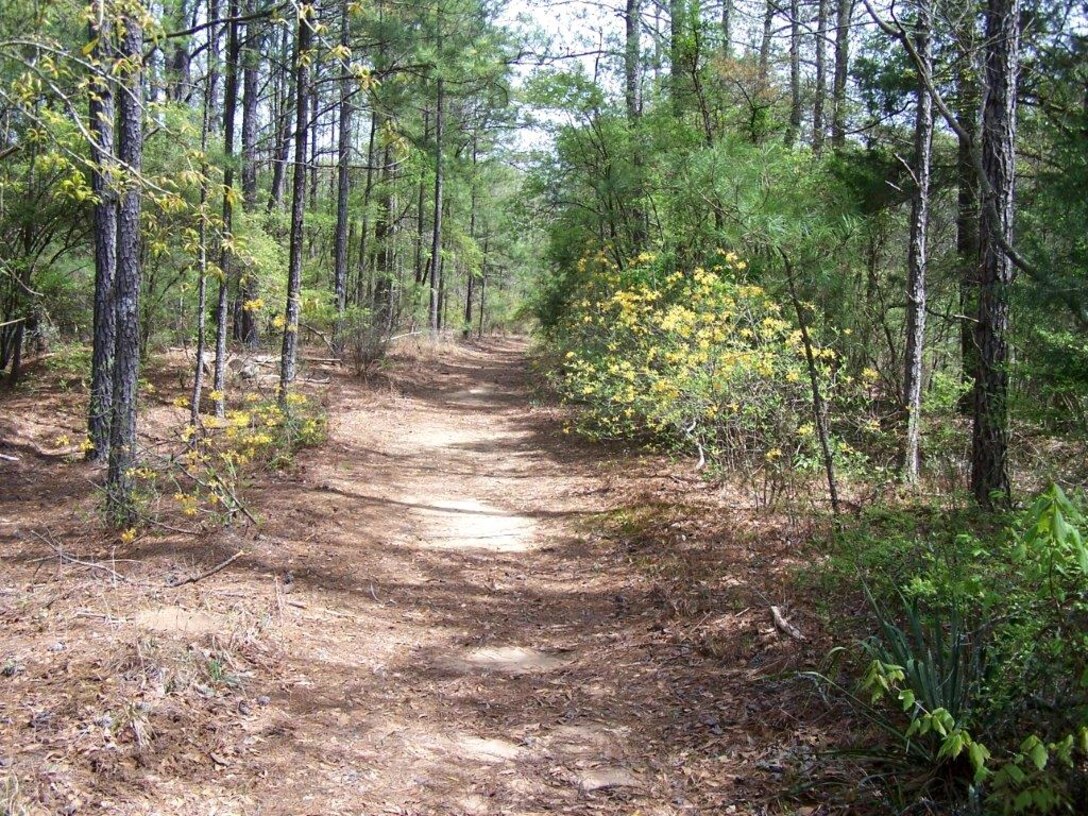 Columbus AFB provides five miles of recreational trails for Airmen, families and personnel to enjoy. One of the trails is part of the Timberline Nature Trails system. (Courtesy photo/Frank Lockhart)
