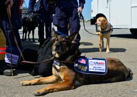 Racker, a Fairfax County Urban Search and Rescue K-9, waits to board a U.S. Air Force C-17 Globemaster III at Dover Air Force Base, Del., April 26, 2015. Sixty-nine members of the team, including six search and rescue K-9s, are deploying to Nepal to assist with rescue operations after the country was struck by a 7.8-magnitude earthquake. (U.S. Air Force photo/Airman 1st Class William Johnson)