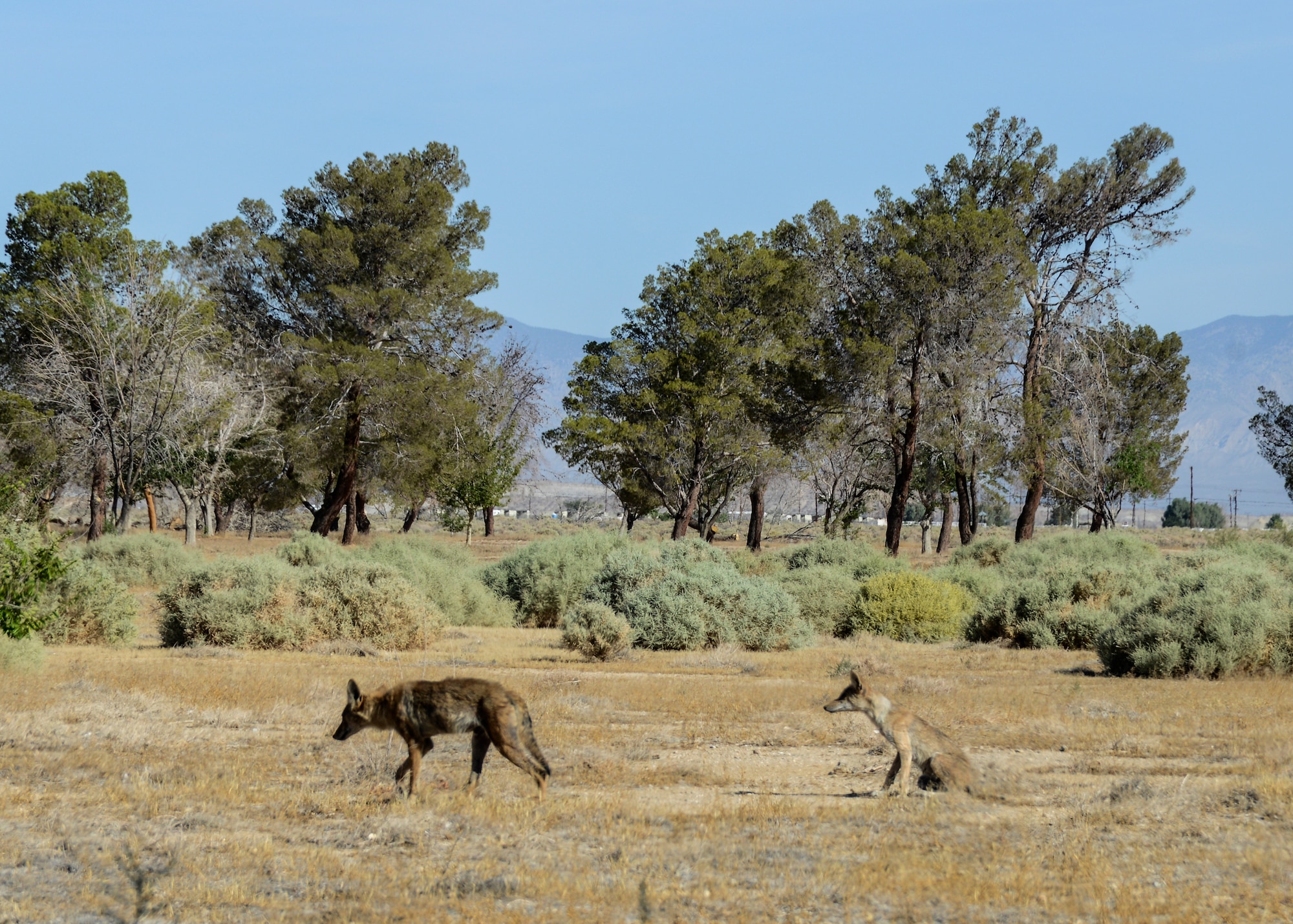 A coyote mom and her pup are spotted near Bark Park on base. Residents are reminded to be aware of predators like coyotes and bobcats on base and take precautionary measures to avoid them coming into contact with both pets and people. (U.S. Air Force photo by Rebecca Amber)