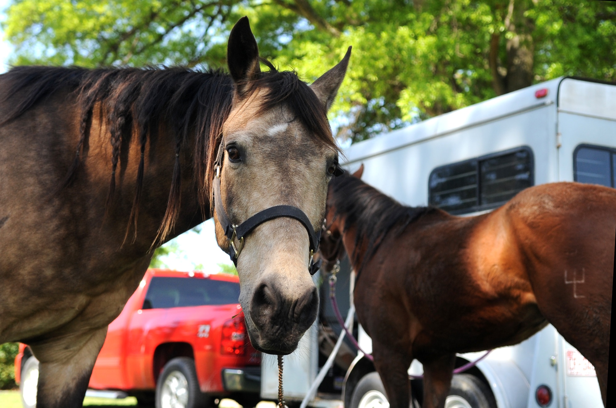 Quarter Horses Bucky and Diva, owned by Senior Airman Katrina Bonenfant, 4th Equipment Maintenance Squadron armament systems technician, mosey around the dorm campus central green during a Club Day event, April 24, 2015, at Seymour Johnson Air Force Base, North Carolina. Club Day events are part of the “Make It Better” initiative, which aims to improve quality of life on base and help every member of Team Seymour become more involved. (U.S. Air Force photo/Senior Airman Ashley J. Thum)