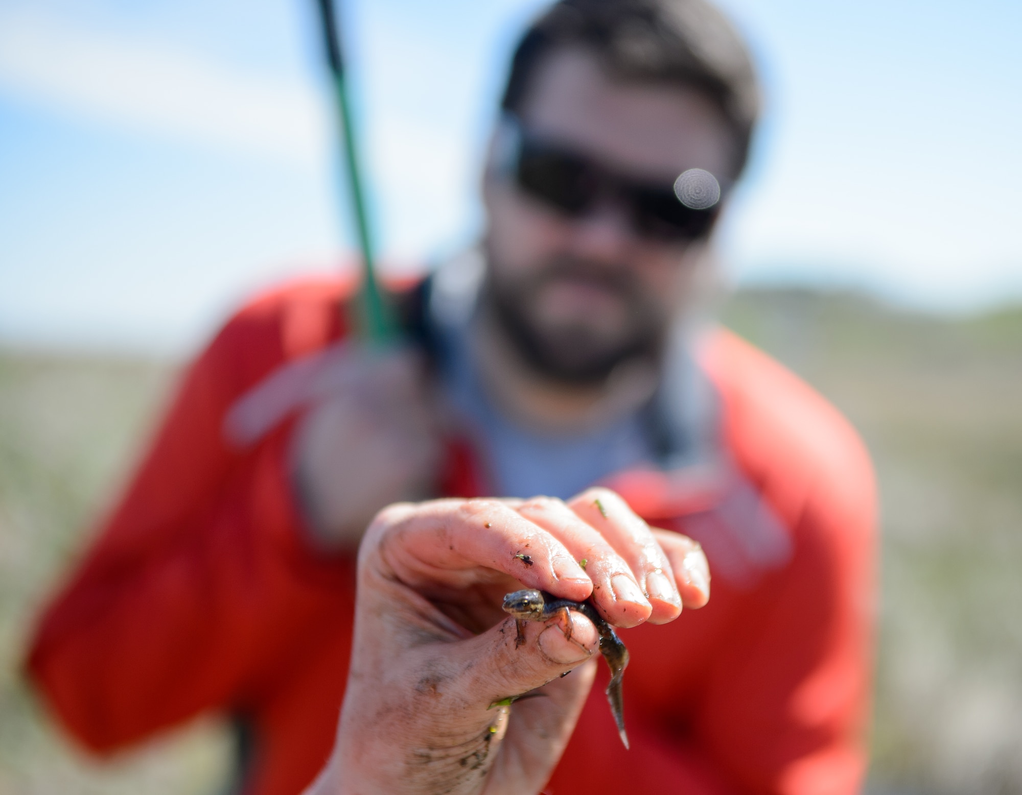 Joashua Lee, 86th Civil Engineer Squadron environmental management intern, looks at an amphibian recently captured during a survey of the local wildlife April 22, 2015, at Ramstein Air Base, Germany. After being analyzed, the amphibian was released but not before providing more knowledge on the local wildlife and their habitats. (U.S. Air Force photo/Staff Sgt. Armando A. Schwier-Morales) 