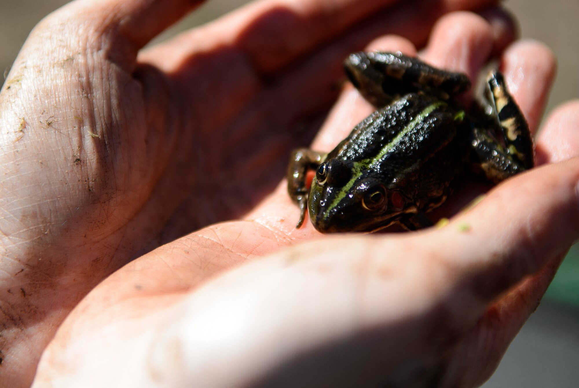 Susanne Panzer, 86th Civil Engineer Squadron natural scientist and biological geographer, holds a frog April 22, 2015, at Ramstein Air Base, Germany.  Panzer conducted a field survey to document whether the amphibian population on base had changed since the last survey. (U.S. Air Force photo/Staff Sgt. Armando A. Schwier-Morales)