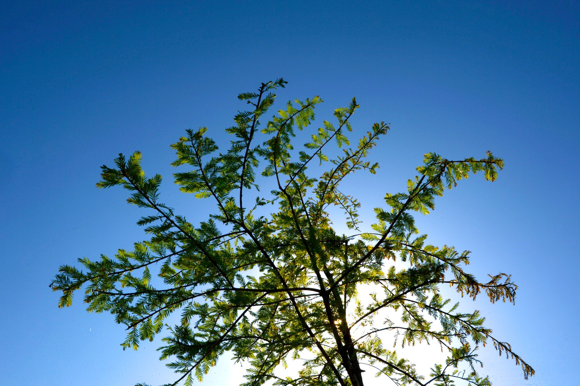 A newly planted Bald Cyprus tree stands in the sun on Arbor Day at Shaw Air Force Base, S.C., April 22, 2015. Shaw has been a member of Tree City USA since 1999, and plants at least one tree each year. (U.S. Air Force photo by Senior Airman Jensen Stidham/Released) 