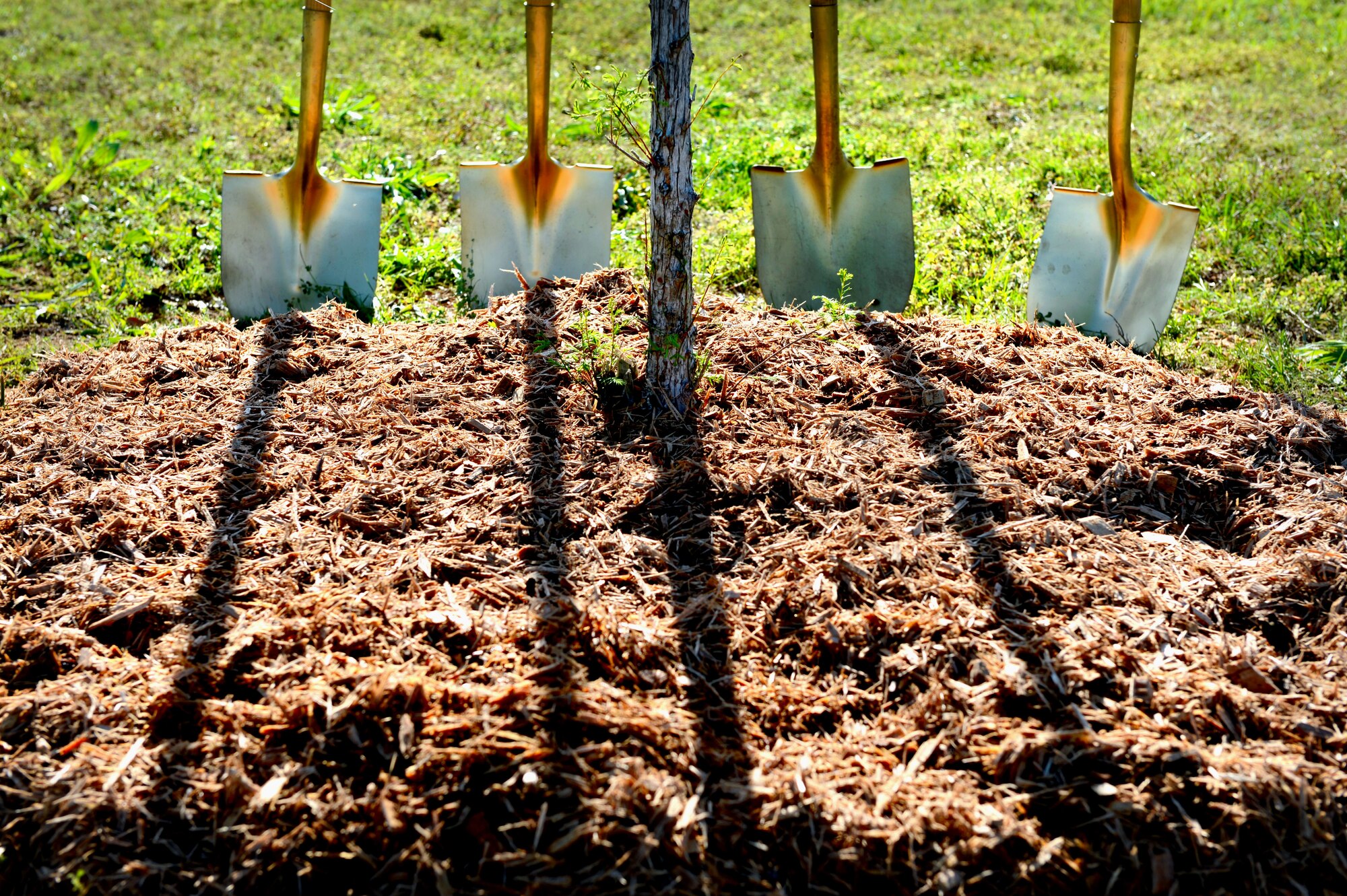 Gold shovels were used to plant a Bald Cyprus tree during an Arbor Day celebration at Shaw Air Force Base, S.C., April 22, 2015. The tree was planted in support of the Tree City USA, a national program that helps to improve community forestry management for cities and towns across America. (U.S. Air Force photo by Senior Airman Jensen Stidham/Released)