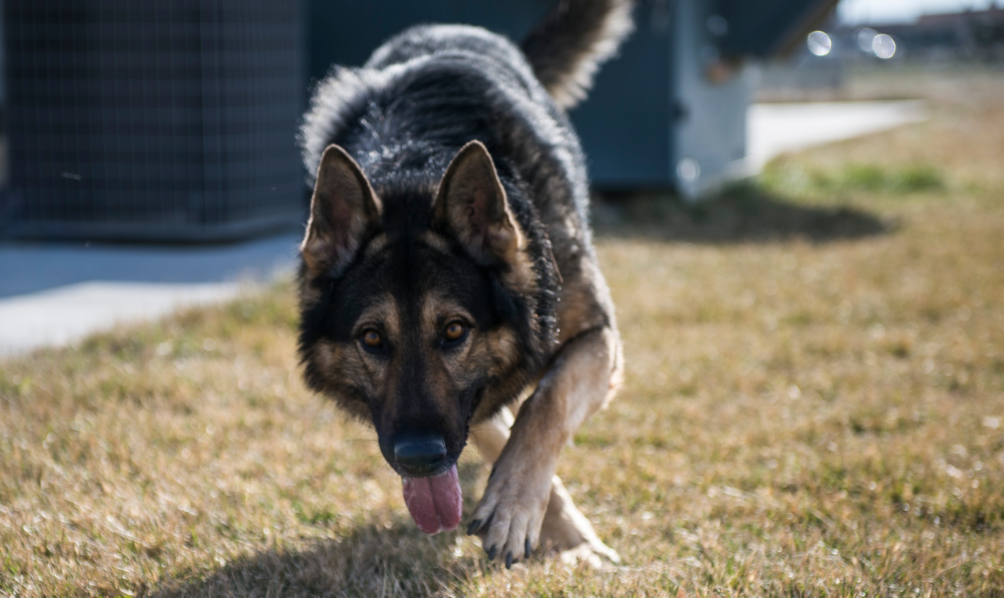 Ronny, a military working dog (MWD), plays outside Feb. 24, 2015, at Mountain Home Air Force Base, Idaho. Staff Sgt. Benjamin Vanney, a 366th Security Forces Squadron MWD handler, uses his experiences with past dogs to train Ronny. (U.S. Air Force photo/Senior Airman Malissa Lott)