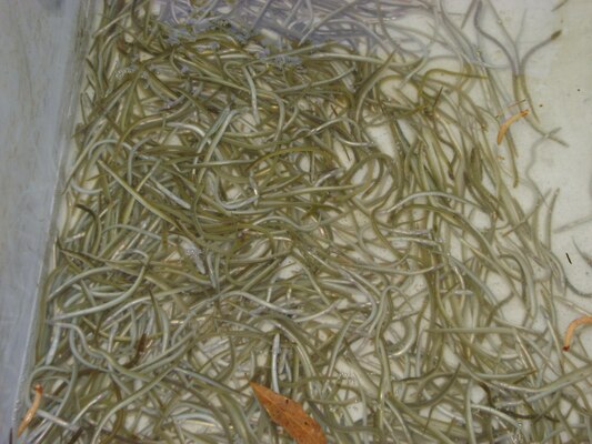 A group of glass eels, which are collected and bred at the District's St. Stephen Powerhouse grounds.