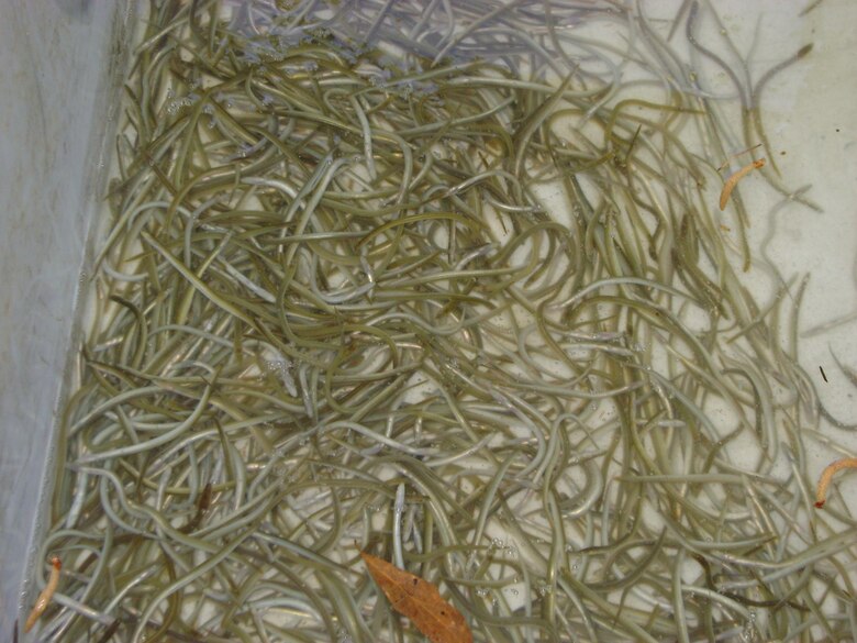 A group of glass eels, which are collected and bred at the District's St. Stephen Powerhouse grounds.