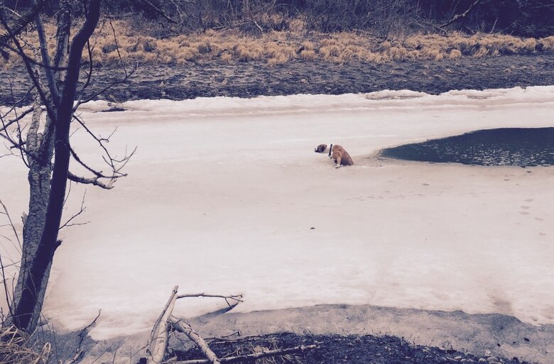 Scooby, a boxer-breed dog, fell through thawing ice on the Eagle River April 18 near Anchorage leading her frantic owner to call for help. Luckily, U.S. Army Corps of Engineers – Alaska District employee Mike MacMillan, project manager in the Humanitarian Assistance Program, was home to answer the call from his neighbor in distress. 