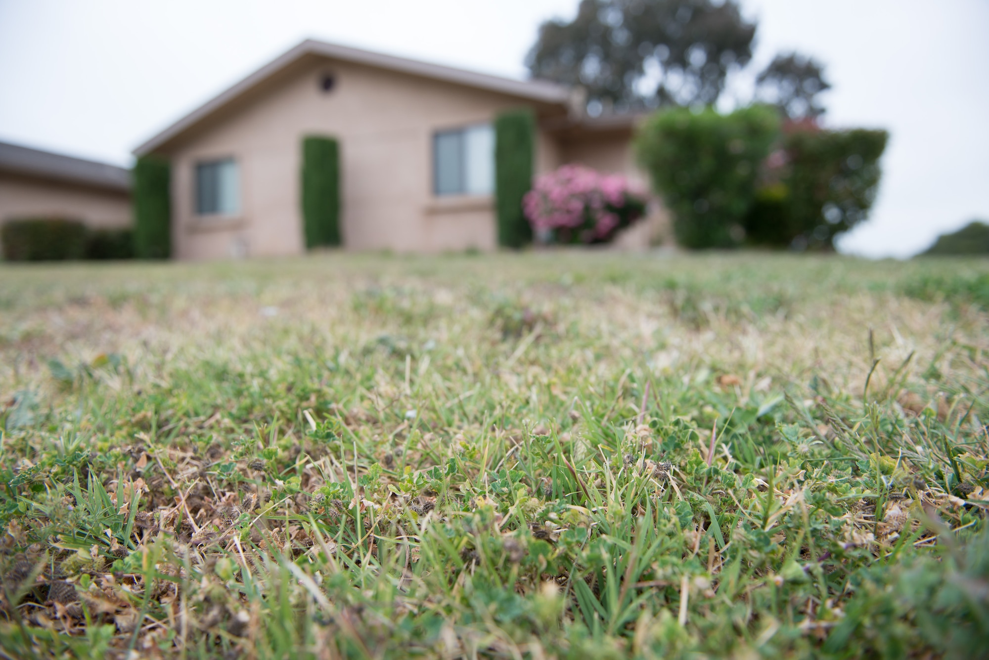 A yard at a home on Travis Air Force Base, Calif., slowly browns as the combination of a withering drought and renewed water savings efforts on base take hold. (U.S. Air Force photo by Ken Wright)