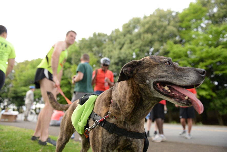 Contestants in the Earth Week 5K Fun Run relax after completing the course April 24, 2015, at Yokota Air Base, Japan. Participants came together in celebration of Earth Week at one of the six “reduce, reuse, recycle” themed events hosted throughout the week. (U.S. Air Force photo by Airman 1st Class Elizabeth Baker/Released)