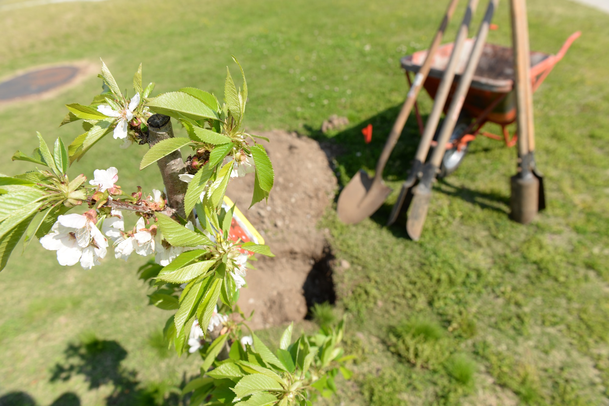 One of three selected saplings is ready to be planted in observance of Arbor Day during a celebration of Earth Week April 23, 2015, at Yokota Air Base, Japan. The ceremony raised awareness to the importance of trees. (U.S. Air Force photo by Airman 1st Class Elizabeth Baker/Released)