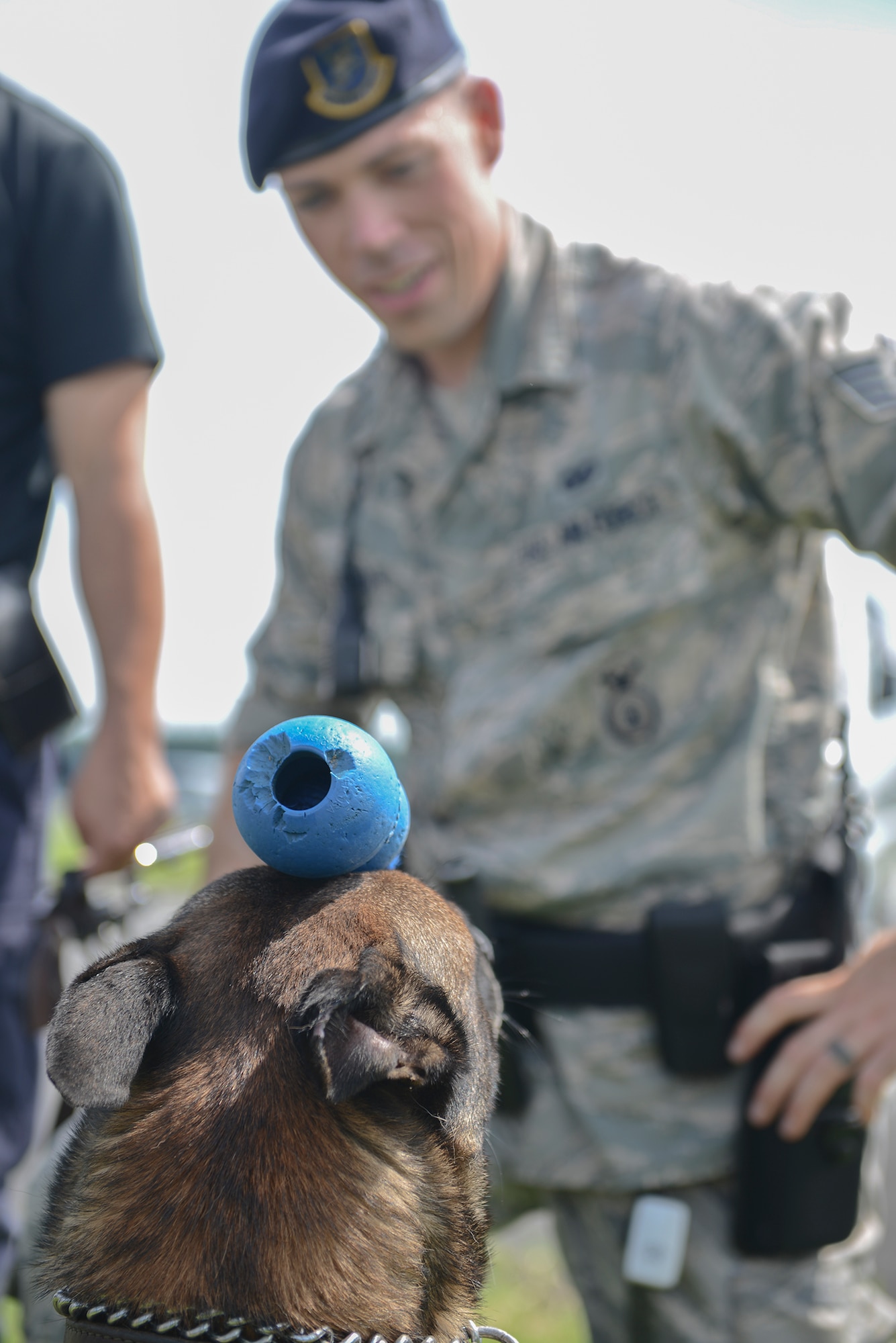 Topa, 374th Security Forces Squadron military working dog, balances a kong on his head at Yokota Air Base, Japan, July 24, 2015. The toy is used to reward Topa for good practices and behaviors and to show his discipline during demonstrations. (U.S. Air Force photo by Airman 1st Class David C. Danford/Released)