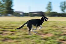 A dog runs after his owner at the new dog park at Minot Air Force Base, N.D., July 29, 2015. The dog park provides open space for base personnel’s family dogs to exercise. (U.S. Air Force photo/Airman 1st Class Christian Sullivan)