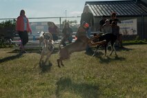 A dog catches a ball at the new dog park at Minot Air Force Base, N.D., July 29, 2015. . The dog park provides open space for base personnel’s family dogs to exercise. (U.S. Air Force photo/Airman 1st Class Christian Sullivan)