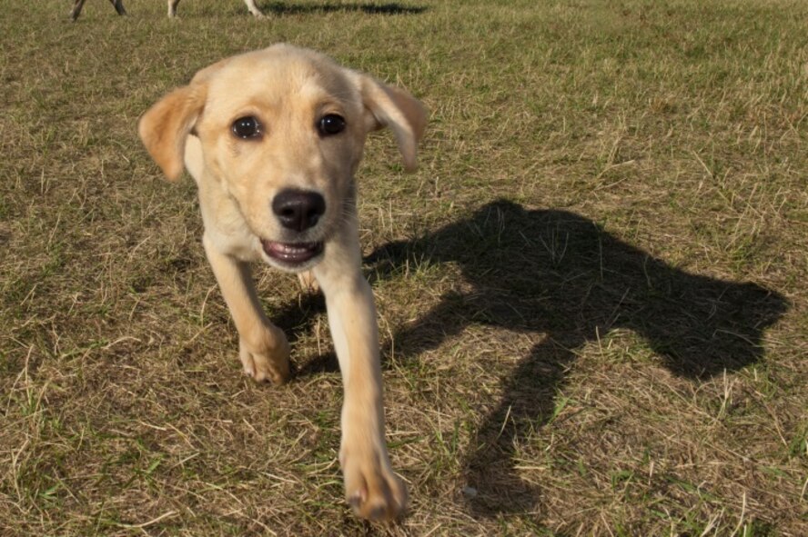 A puppy runs from other dogs at the new dog park at Minot Air Force Base, N.D., July 29, 2015. The dog park opened in July and is available to all Minot AFB members. (U.S. Air Force photo/Airman 1st Class Christian Sullivan)