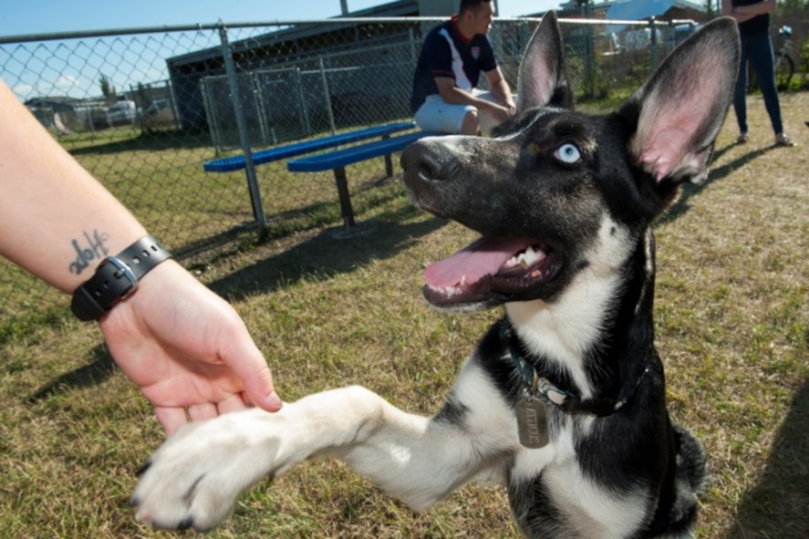 A dog performs the trick “shake” at the new dog park at Minot Air Force Base, N.D., July 29, 2015. Dog owners can bring their pets to the park for exercise and to socialize with other dogs. (U.S. Air Force photo/Airman 1st Class Christian Sullivan)