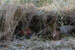 Maryland Army National Guard Staff Sgt. Eric Zubkus and Australian Defense Force Pvt. James Adams peak out from behind the mesh net of their hide site during a training exercise administered by Charlie Troop, 1st Battalion, 158th Cavalry Squadron, during Exercise Talisman Sabre activities at the Shoalwater Bay Training Area, Australia, July 17, 2011.