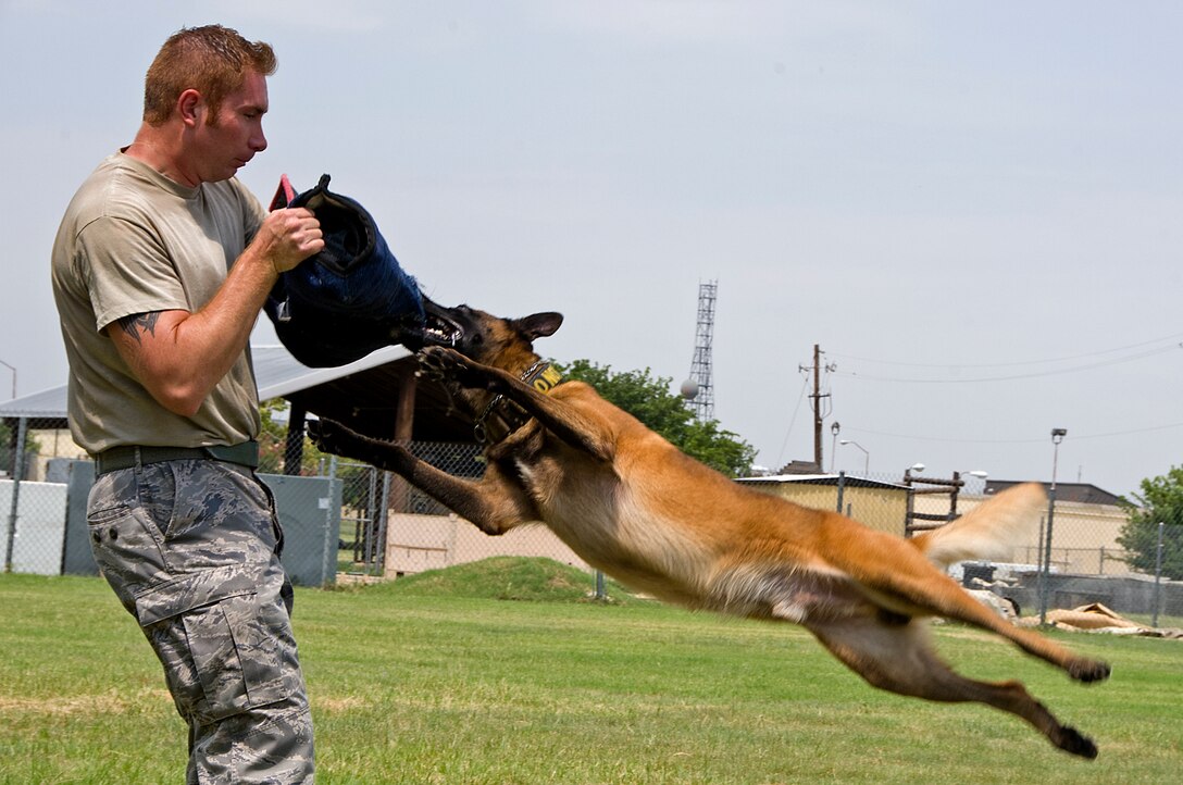 Tech. Sgt. Shawn Rankins and military working dog Eespn, 82nd Security Forces Squadron, demonstrate aggression training Aug. 4, 2015 at Sheppard Air Force Base, Texas. Aggression training keeps the working dogs proficient on protecting their handler and other personnel from dangerous suspects while conducting routine police work. (U.S. Air Force photo by Danny Webb/Released)
