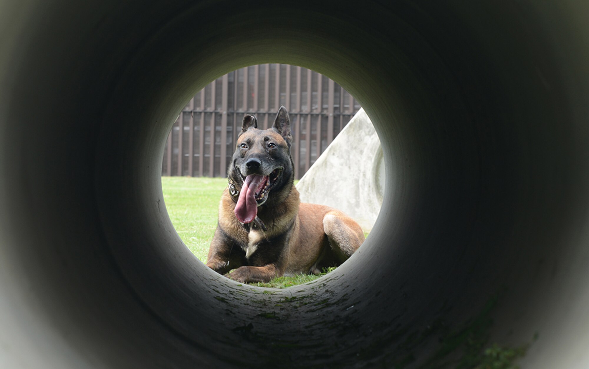 Topa, 374th Security Forces Squadron military working dog, prepares to run through an obstacle course at Yokota Air Base, Japan, July 29, 2015. Dog handlers use the course to train MWDs to overcome challenges they may face in the field. (U.S. Air Force photo by Senior Airman David C. Danford/Released)