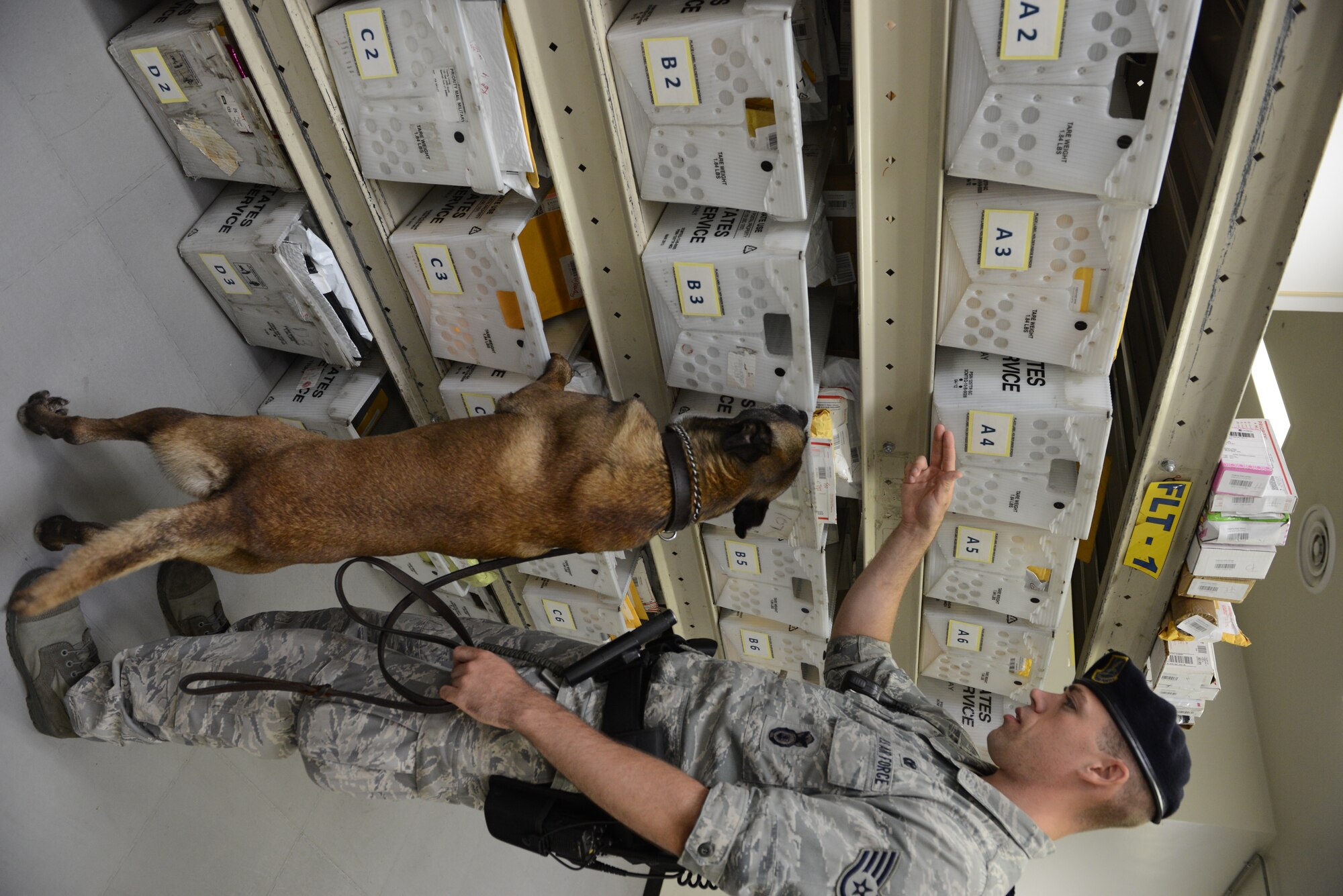 Staff Sgt. Nicholas Galbraith, 374th Security Forces Squadron military working dog handler, and Topa, 374 SFS MWD, perform a routine inspection of the post office at Yokota Air Base, Japan, July 29, 2015. Random checks ensure the bases safety by preventing the delivery of suspicious packages or illegal substances. (U.S. Air Force photo by Senior Airman David C. Danford/Released)