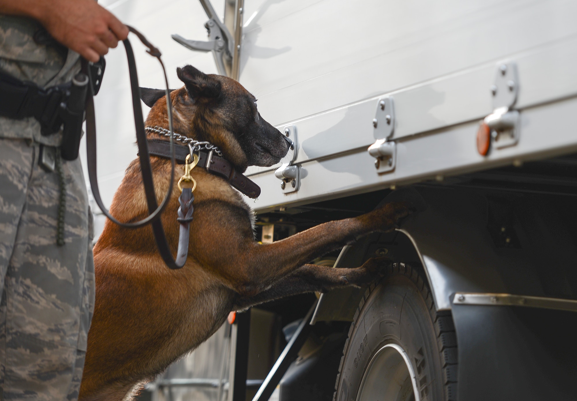 Topa, 374th Security Forces Squadron military working dog, performs a security check at Yokota Air Base, Japan, July 29, 2015. Topa specializes in bomb detection but has also been trained to identify illegal substances. (U.S. Air Force photo by Senior Airman David C. Danford/Released)
