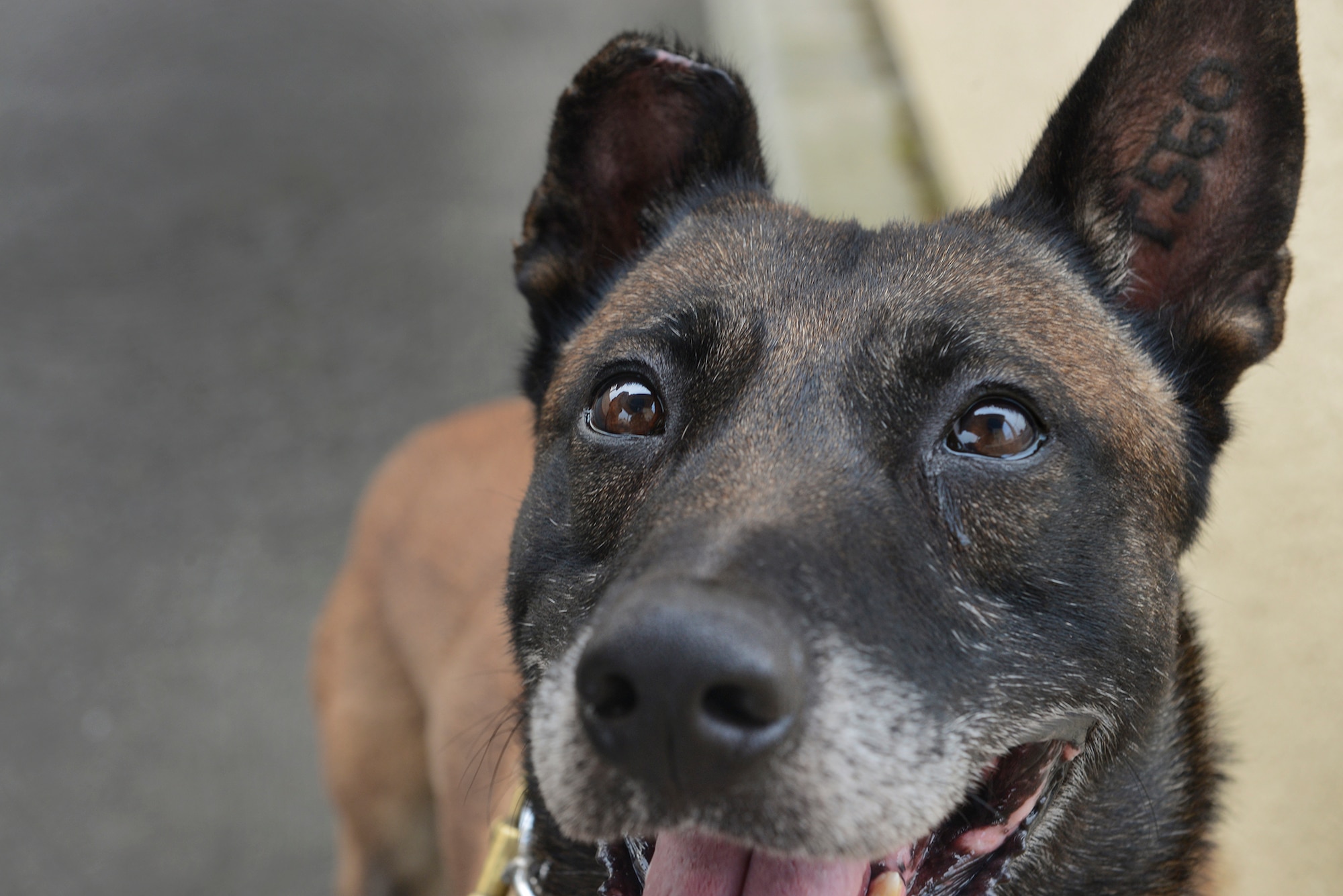 Topa, 374th Security Forces Squadron military working dog, looks to his handler at Yokota Air Base, Japan, July 29, 2015. When not actively performing their duties, MWDs are trained to focus on their handler and await further instructions. (U.S. Air Force photo by Senior Airman David C. Danford/Released)