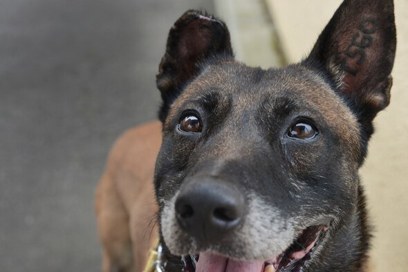 Topa, a 374th Security Forces Squadron military working dog, looks to his handler at Yokota Air Base, Japan, July 29, 2015. When not actively performing their duties, MWDs are trained to focus on their handler and await further instructions. (U.S. Air Force photo/Senior Airman David C. Danford)

