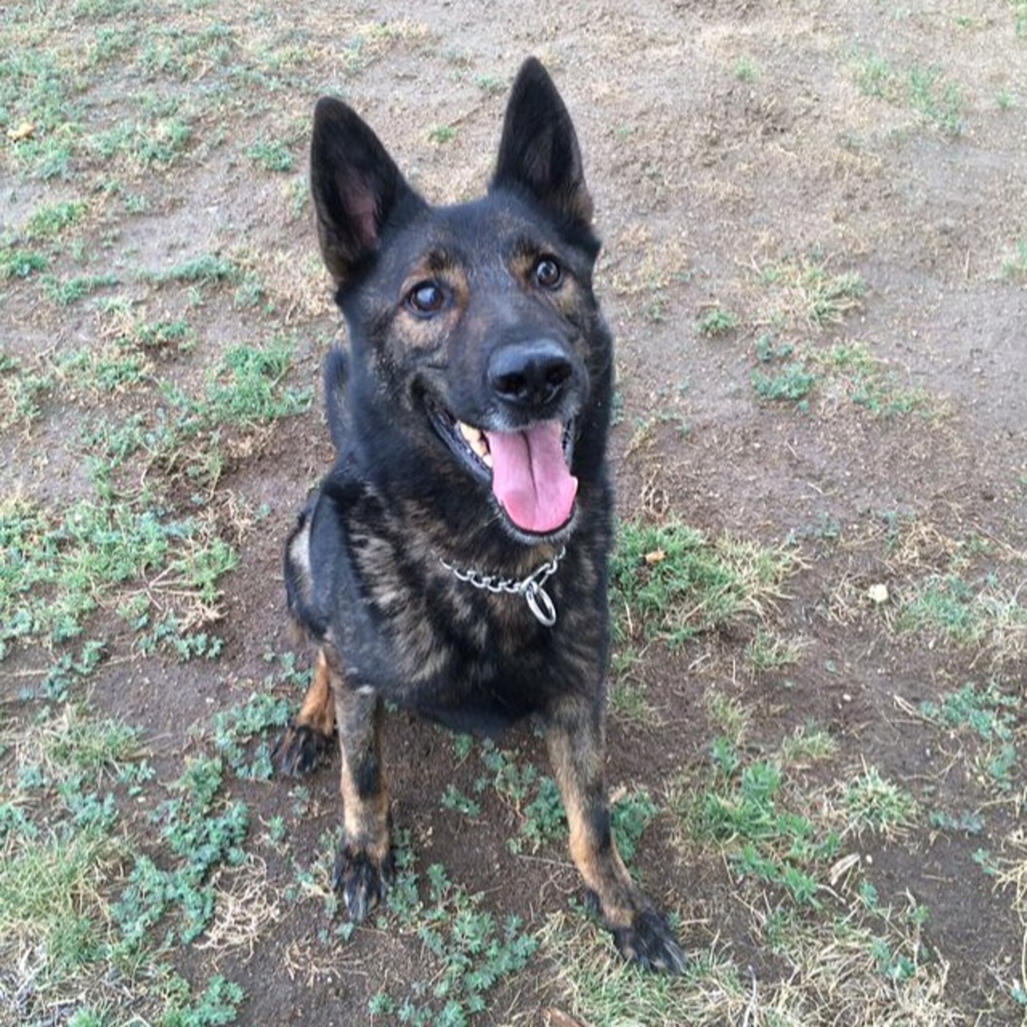 Military Working Dog Rex served at Edwards Air Force Base from Feb. 1, 2008, until June 5, 2015, when he died of cancer. (U.S. Air Force photo by Rebecca Amber)