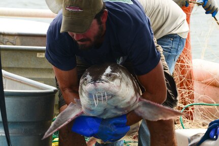 Matt Balazik, Virginia Commonwealth University Rice River Center researcher, places a sturgeon into a bin filled with water at Fort Eustis, Va., July 28, 2015. The sturgeon was caught after Balazik and his team placed gill nets into the James River as part of a research project. (U.S. Air Force photo by Senior Airman Kimberly Nagle/Released)  