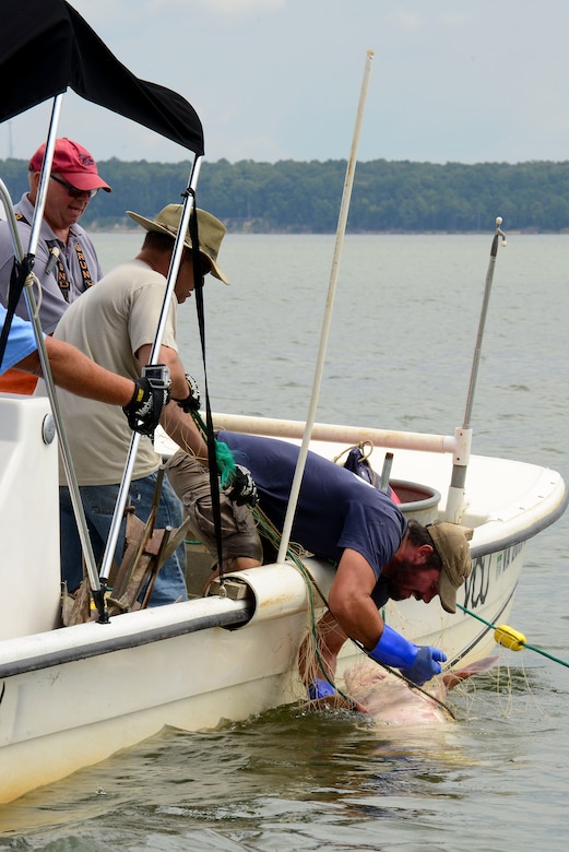 Virginia Commonwealth University Rice River Center researchers and members of the Third Port reel in a sturgeon at Fort Eustis, Va., July 28, 2015. The team recovered the seven and a half foot, female sturgeon during their search of the James River to learn the spawning and traveling habits of the fish. (U.S. Air Force photo by Senior Airman Kimberly Nagle/Released)  