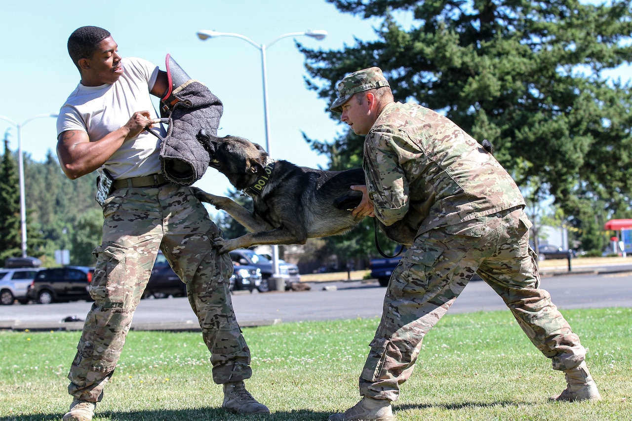 Army Staff Sgt. Adam Serella, right, and Army Spc. Bruce Brickleff, both military working dog handlers with the 95th Military Police Detachment, demonstrate the focus and strength of Serella’s new MWD, Greco, by lifting him off the ground while he continues working on his bite during a training session at Joint Base Lewis-McChord, Wash., July 29, 2015. U.S. Army photo by Staff Sgt. Patricia McMurphy