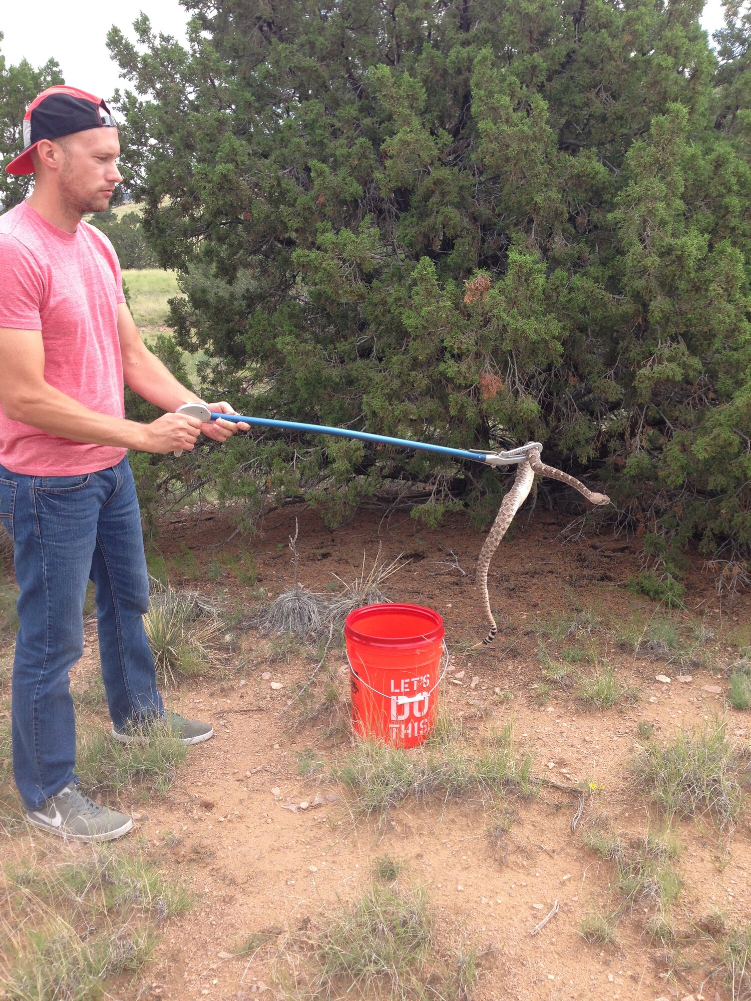 Dustin Akins, Natural Resources manager, releases a Western diamondback rattlesnake beneath a juniper tree in the wilderness below Starfire Optical Range.  (Courtesy photo)