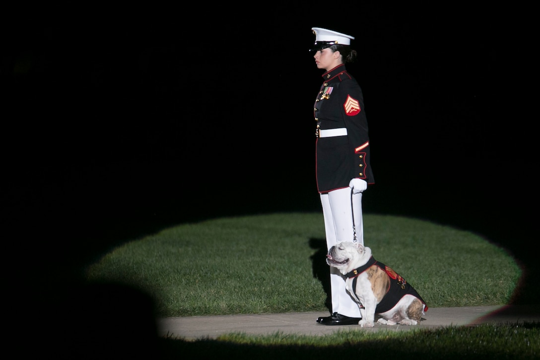Sgt. Madia Davis walks Cpl. Chesty XIV down Center Walk, during an Evening Parade at Marine Barracks Washington, D.C., Aug. 7, 2015. The hosting official for the parade was Gen. Joseph F. Dunford Jr., commandant of the Marine Corps, the guest of honor was The Honorable George P. Shultz, the 60th United States Secretary of State. (U.S. Marine Corps photo by Cpl. Christian Varney/Released)